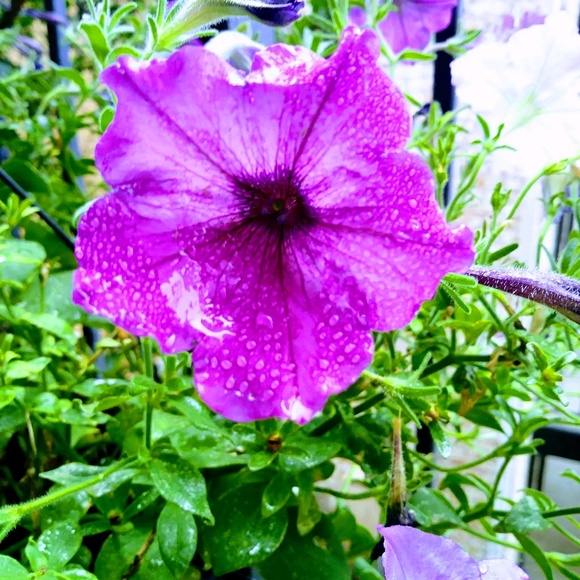 Meet your Posher, Rios - Picture 1 of 1